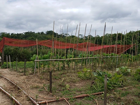 Sitio 6 Quartos - Fukushima - Foto 14