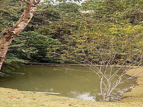 Sítio a Venda em Marechal Floriano/ Bom Jesus - Foto 10