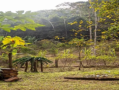 Sítio a Venda em Marechal Floriano/ Bom Jesus - Foto 16