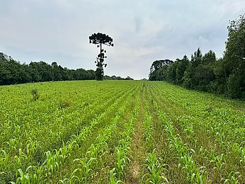 Terreno em Curitiba - Terreno em Umbará, Curitiba - Foto 2