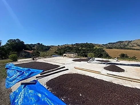 Sítio com 198.480 m² para Café e Pecuária em Monte Sião  Sustentável e Pronto para Produzir - Foto 11