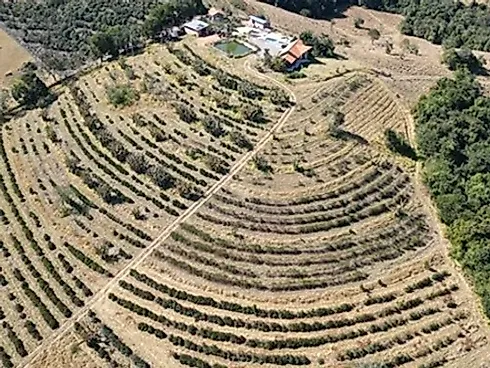 Sítio com 198.480 m² para Café e Pecuária em Monte Sião  Sustentável e Pronto para Produzir - Foto 20