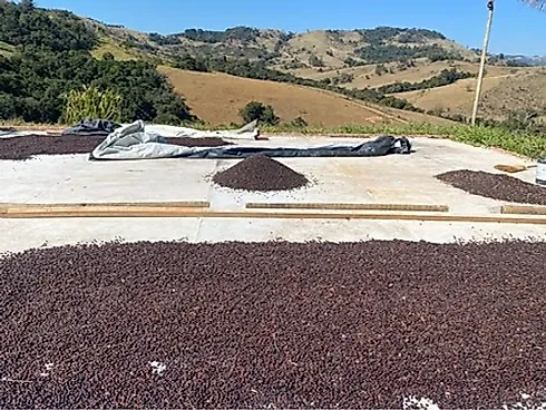Sítio com 198.480 m² para Café e Pecuária em Monte Sião  Sustentável e Pronto para Produzir - Foto 33