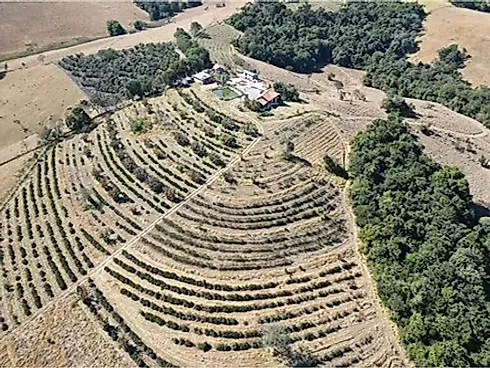 Sítio com 198.480 m² para Café e Pecuária em Monte Sião  Sustentável e Pronto para Produzir - Foto 49
