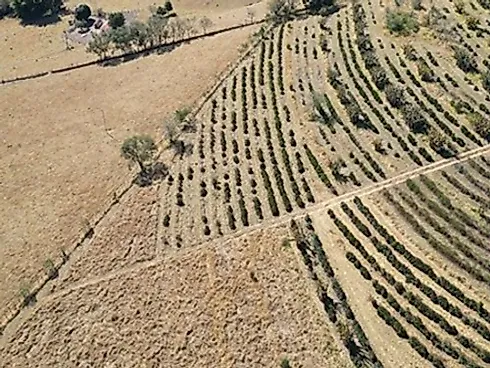 Sítio com 198.480 m² para Café e Pecuária em Monte Sião  Sustentável e Pronto para Produzir - Foto 63