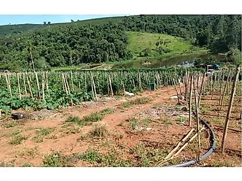 Sitio Comercial à Venda em Campestre, Minas Gerais - Foto 19