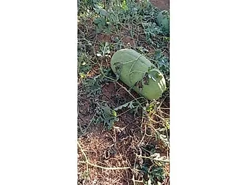 Sitio Comercial à Venda em Campestre, Minas Gerais - Foto 22