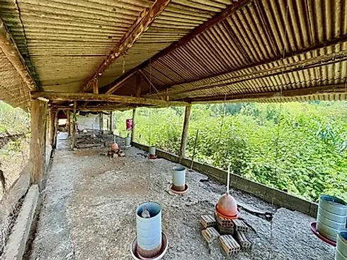 Sitio Comercial à Venda em Campestre, Minas Gerais - Foto 40