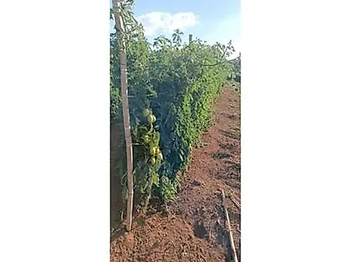 Sitio Comercial à Venda em Campestre, Minas Gerais - Foto 43
