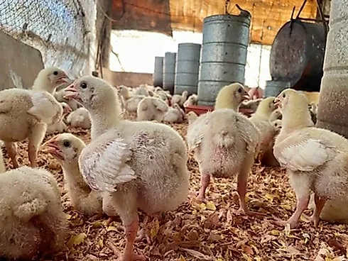 Sitio Comercial à Venda em Campestre, Minas Gerais - Foto 7