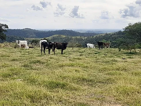 Sítio Serra Negra/Amparo com 14 Alqueires e Vista Panorâmica - Foto 31