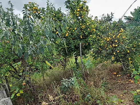 Sítio Serra Negra/Amparo com 14 Alqueires e Vista Panorâmica - Foto 39