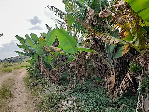 Sítio Serra Negra/Amparo com 14 Alqueires e Vista Panorâmica - Foto 40