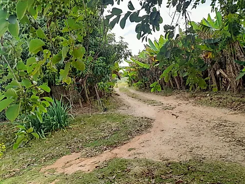 Sítio Serra Negra/Amparo com 14 Alqueires e Vista Panorâmica - Foto 47