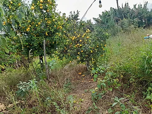 Sítio Serra Negra/Amparo com 14 Alqueires e Vista Panorâmica - Foto 57