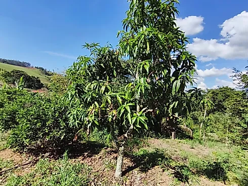 Chácara à Venda em Toledo – mg - Foto 19