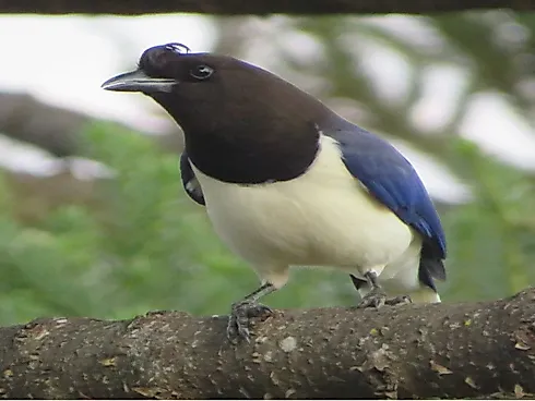 Sítio à Venda – Região de Ouro Fino (MG) - Foto 14