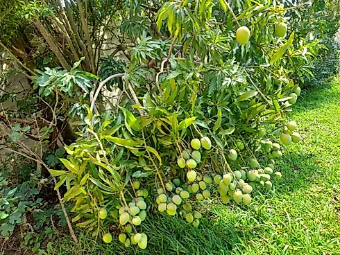 🌿✨ Chácara Exclusiva em Serra Negra | Localização Privilegiada ✨🌿 - Foto 14