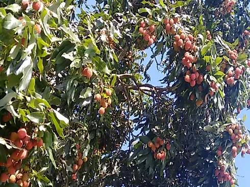 🌳✨ Terras de Santa Maria | Condomínio de Chácaras à Venda – Itapira/SP - Foto 12