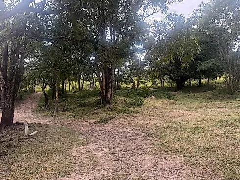 Terreno em Flores e Florestas, Betim