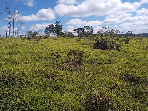 Excelente Terreno Rural de 5 Hectares em Piedade dos Gerais - Terreno, Piedade dos Gerais - Foto 2