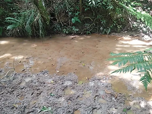 Excelente Terreno Rural de 5 Hectares em Piedade dos Gerais - Terreno, Piedade dos Gerais - Foto 5