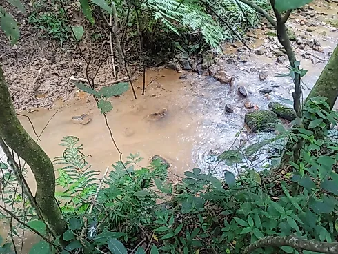 Excelente Terreno Rural de 5 Hectares em Piedade dos Gerais - Foto 6