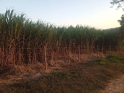 Sítio à Venda em Piedade dos Gerais com Casa Excelente - Sítio, Piedade dos Gerais - Foto 3