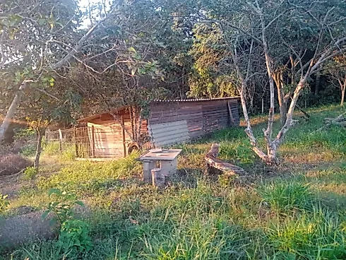 Sítio à Venda em Piedade dos Gerais com Casa Excelente - Sítio, Piedade dos Gerais - Foto 4