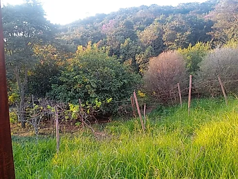 Sítio à Venda em Piedade dos Gerais com Casa Excelente - Foto 8