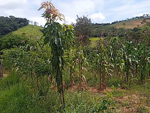 Linda Chácara de 2.000 m² em Piedade dos Gerais com Casa - Chácara, Piedade dos Gerais - Foto 2