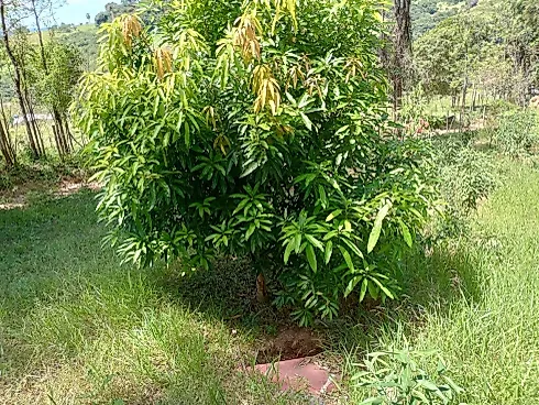 Chácara à Venda em Bonfim – 1.000 M², Energia Elétrica - Apartamento, Bonfim - Foto 4