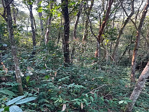 Chácara 1.400M² no Condomínio das Piteiras - Liberatos - Foto 14