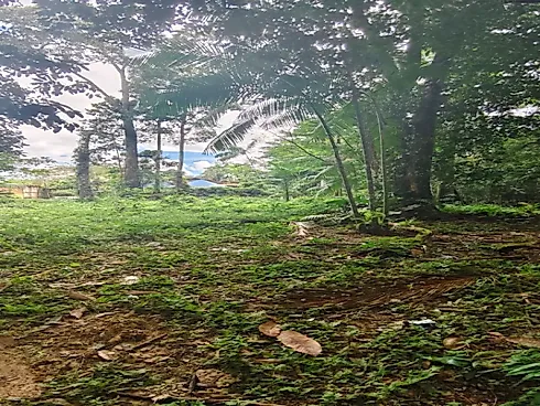 Terreno 2,1 Hectares Marituba - Foto 6