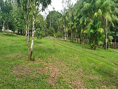 Fazenda Terreno Agrícola Benfica PA Venda 33 Hectares - Foto 9