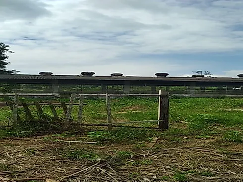 Fazenda Terreno Agrícola Benfica PA Venda 33 Hectares - Foto 19