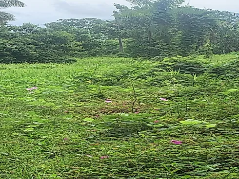 Fazenda Terreno Agrícola Benfica PA Venda 33 Hectares - Foto 20
