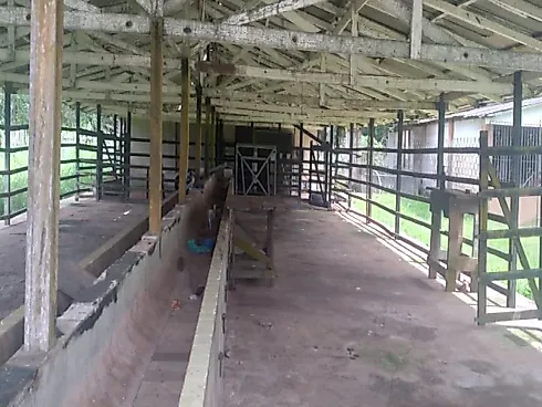 Fazenda Terreno Agrícola Benfica PA Venda 33 Hectares - Foto 21