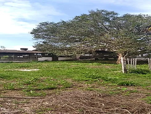 Fazenda Terreno Agrícola Benfica PA Venda 33 Hectares - Foto 22