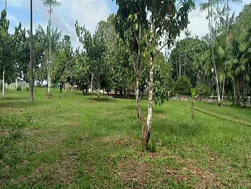 Fazenda Terreno Agrícola Benfica PA Venda 33 Hectares - Foto 23