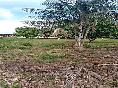 Fazenda Terreno Agrícola Benfica PA Venda 33 Hectares - Foto 3