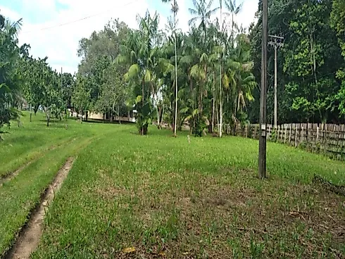 Fazenda Terreno Agrícola Benfica PA Venda 33 Hectares - Foto 4