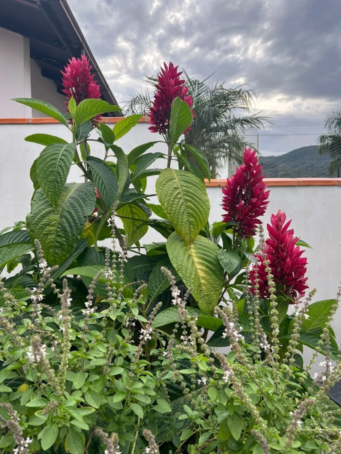 Casa Térrea na Pedra Branca - Foto 14