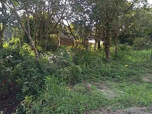 Nereidas, Guaratuba