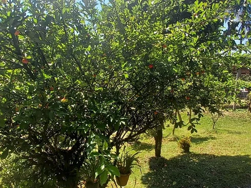 Sítio em Área Rural de Biguaçu, Biguaçu