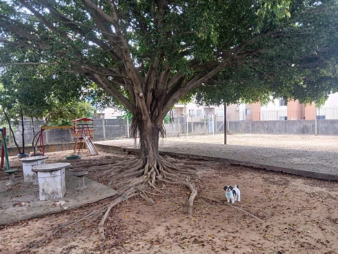 Apartamento em Serraria, São José