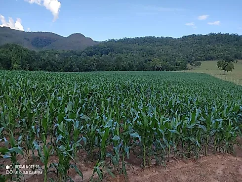 Vende-se Fazenda em Rio Quente/GO - Fazenda, Rio Quente - Foto 3