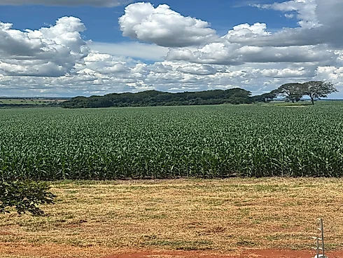 Vende-SE Chácara de 2000 m2 em Goianira - Foto 10