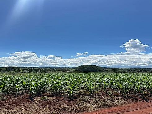 Vende-SE Chácara de 2000 m2 em Goianira - Foto 11