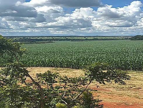 Vende-SE Chácara de 2000 m2 em Goianira - Foto 6